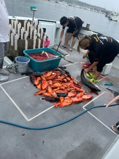 チカメキントキの釣果