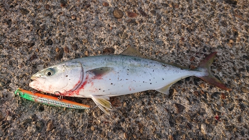 イナダの釣果