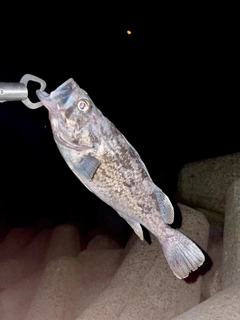 クロソイの釣果