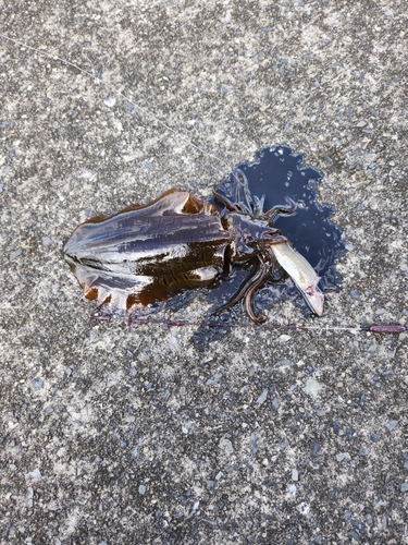 ミズイカの釣果