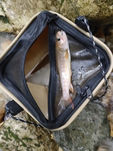 イワナの釣果