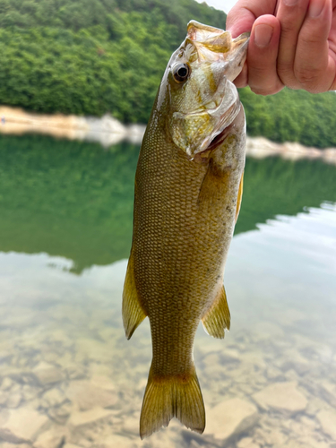 スモールマウスバスの釣果