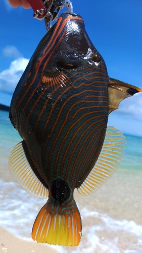 クマドリの釣果