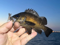 メバルの釣果