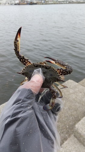 カニの釣果