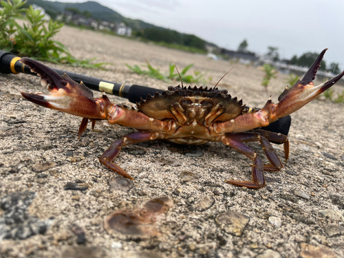 シロギスの釣果