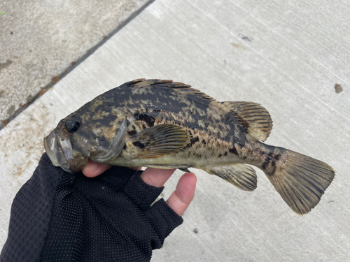 クロソイの釣果