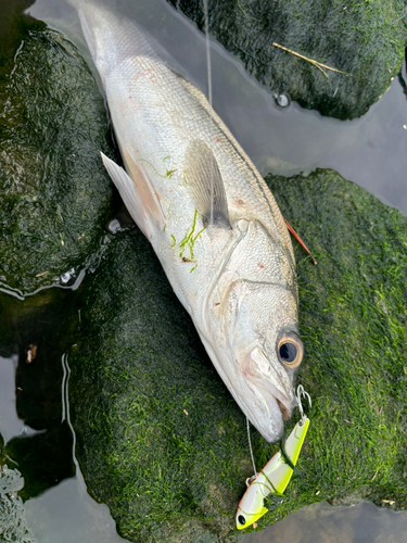 セイゴ（マルスズキ）の釣果