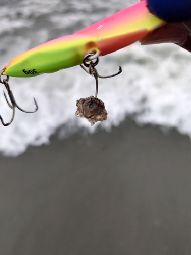 カニの釣果