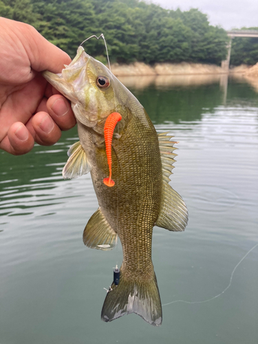 スモールマウスバスの釣果