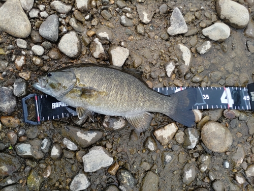 スモールマウスバスの釣果