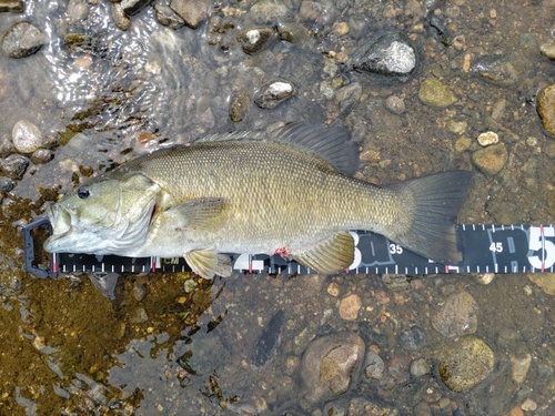 スモールマウスバスの釣果