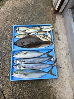 イナダの釣果