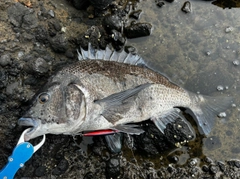 チヌの釣果