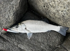 ヒラスズキの釣果