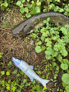 ナマズの釣果