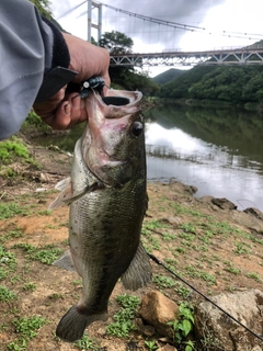 ラージマウスバスの釣果