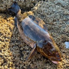 アイナメの釣果