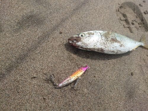 ワカシの釣果