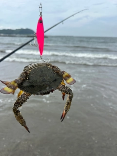 タイワンガザミの釣果