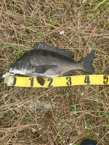 クロダイの釣果