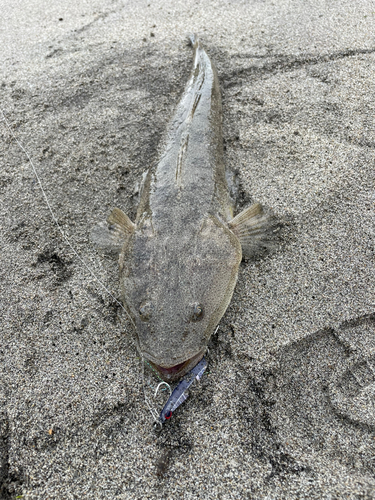 マゴチの釣果