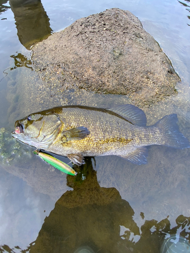 釣果