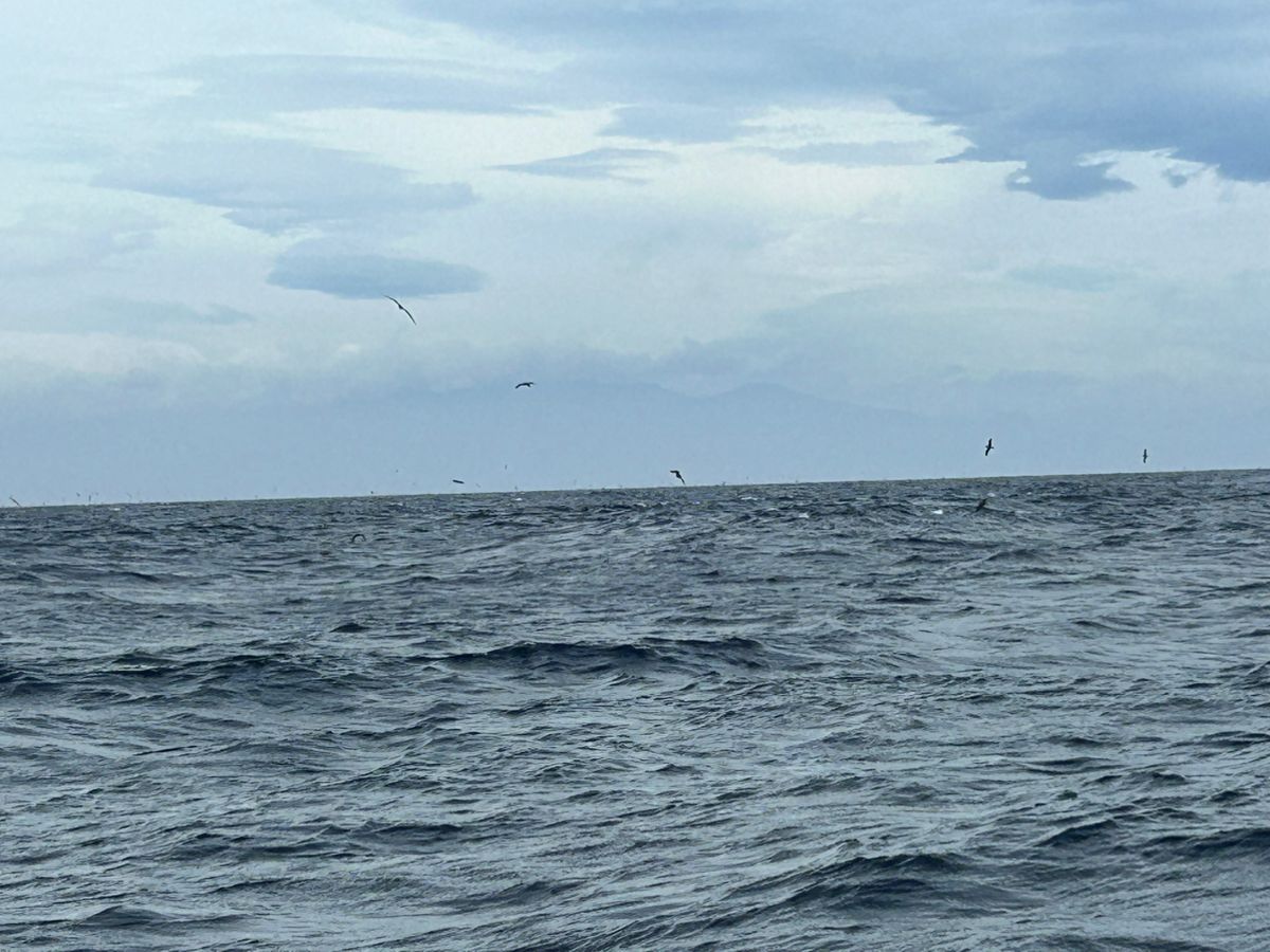 釣りバカニャンコ丸さんの釣果 3枚目の画像