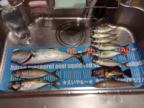 アジの釣果