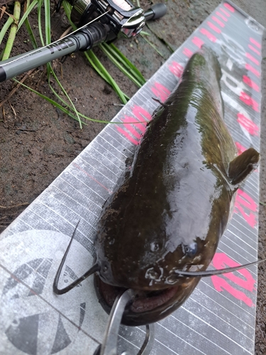 ナマズの釣果