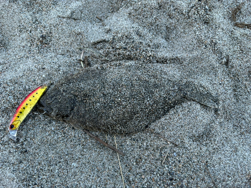 ソゲの釣果