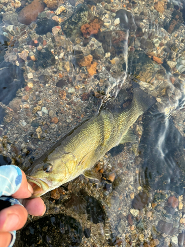 スモールマウスバスの釣果