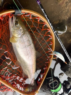 ヤマメの釣果