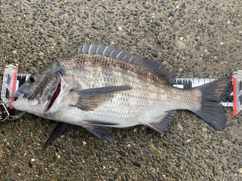 チヌの釣果