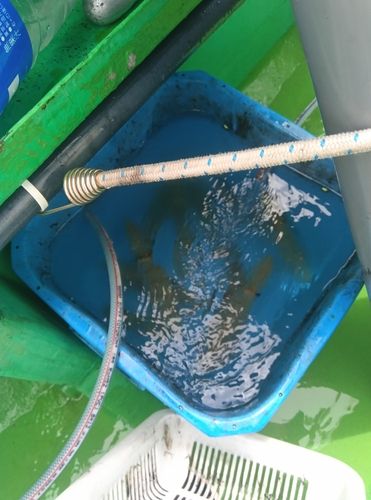 マルイカの釣果