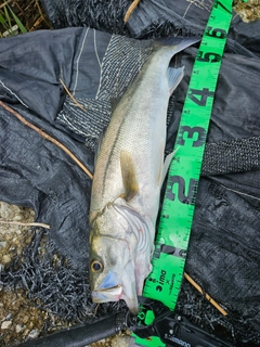 フッコ（マルスズキ）の釣果