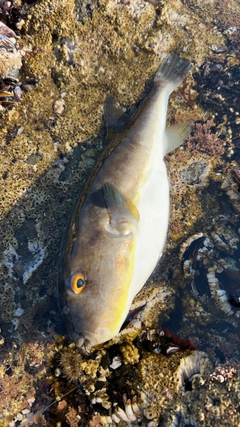 フグの釣果