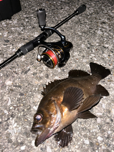 アカメバルの釣果