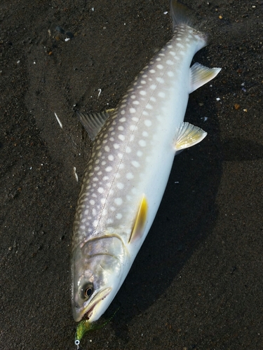 アメマスの釣果