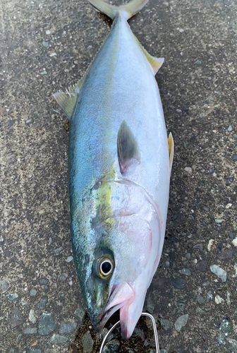 ハマチの釣果