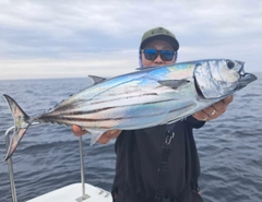 カツオの釣果