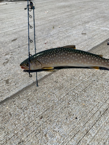 アメマスの釣果