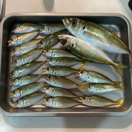 館山湾