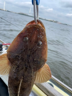 マゴチの釣果