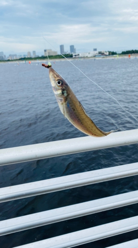 シロギスの釣果