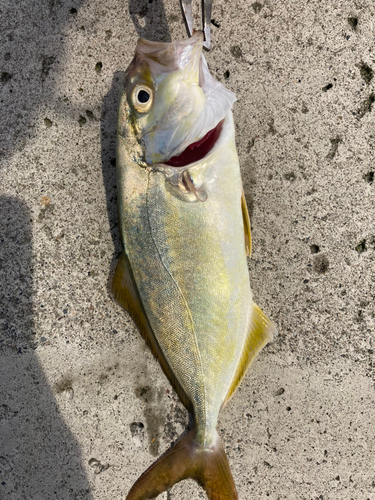 ショゴの釣果