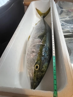 ハマチの釣果