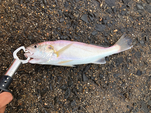 シログチの釣果