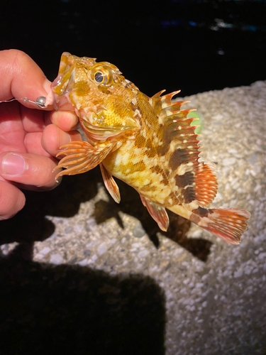 カサゴの釣果