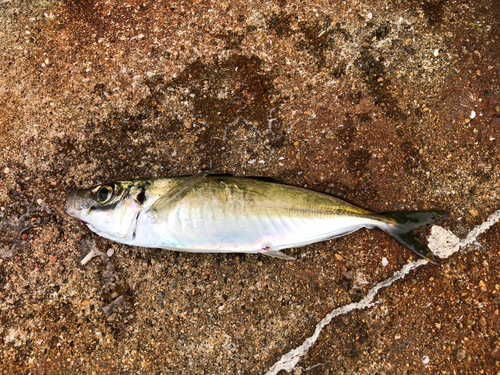 マルアジの釣果